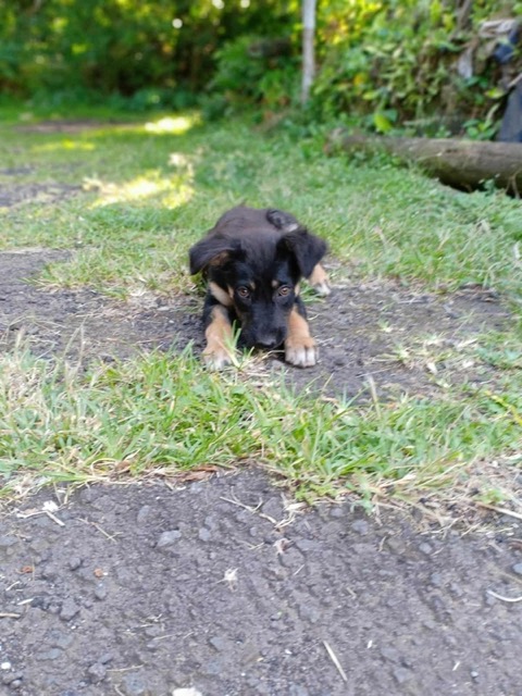 Animaux à adopter Maurice